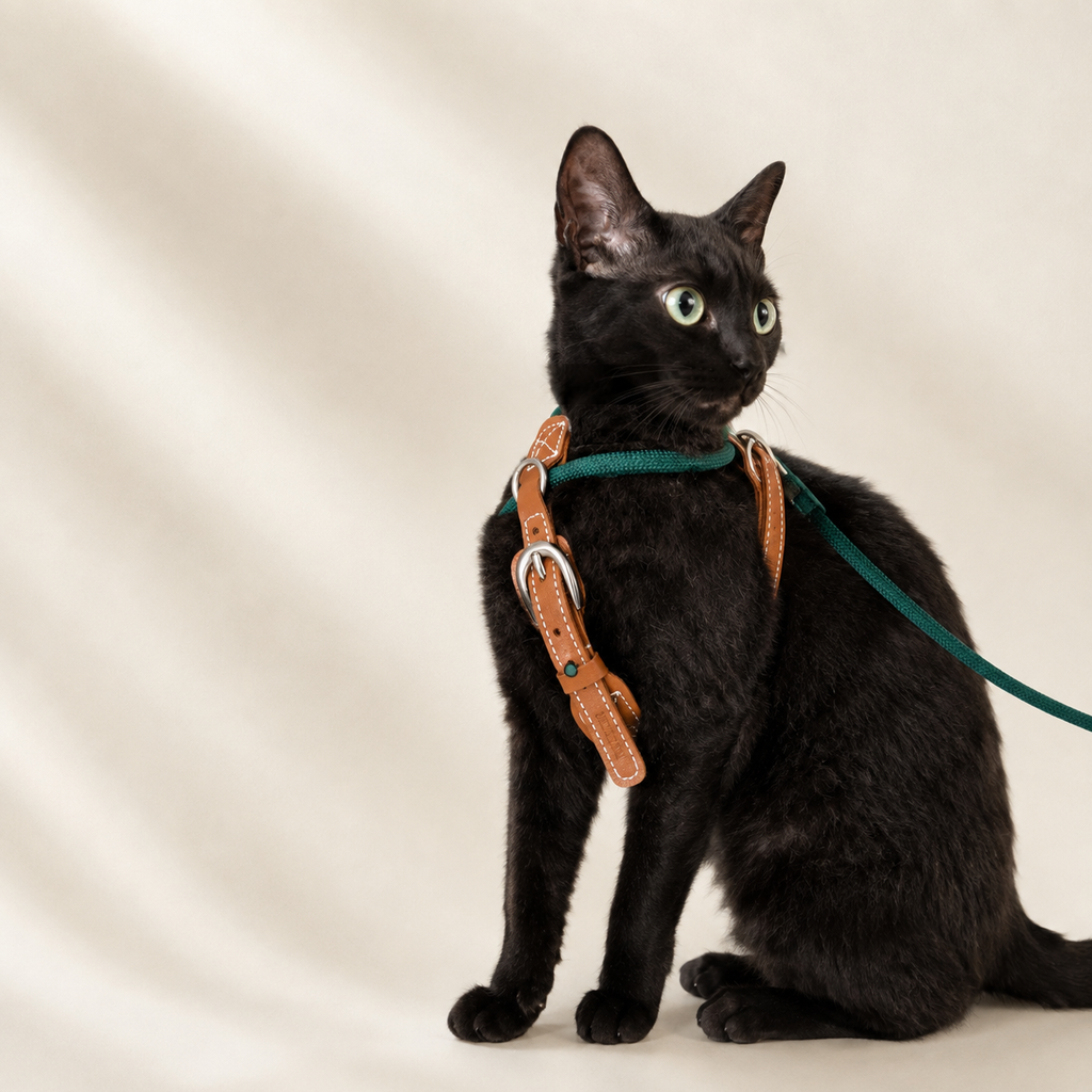 Everyday Walk™ Leather Harness & Leash Set｜本革調 ハーネス＆リードセット｜Nest & Paw